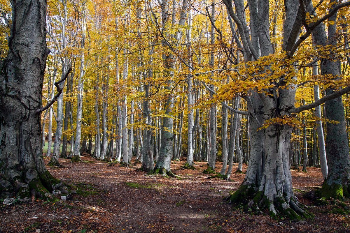 la magia della faggeta di macchiatonda